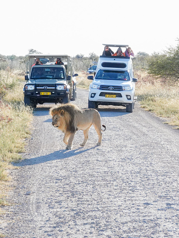 Safari jeeps with tourists aboard watch as an African Lion walks past at Etosha National Park in Kunene Region, Namibia