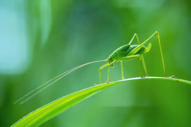 Photo of Background green grasshopper on a leaf.