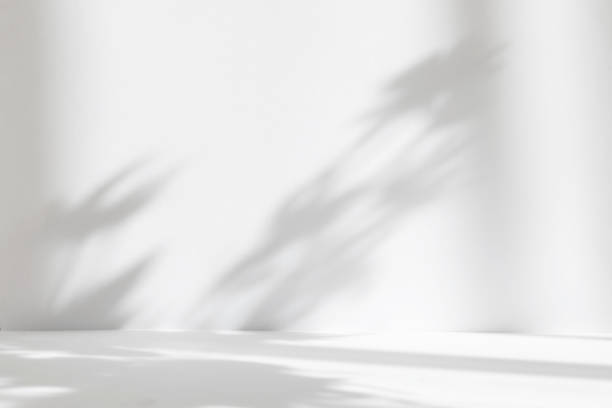 istock Abstract white studio background for product presentation. Empty room with shadows of window and flowers and palm leaves . 3d room with copy space. Summer concert. Blurred backdrop. 1403949549