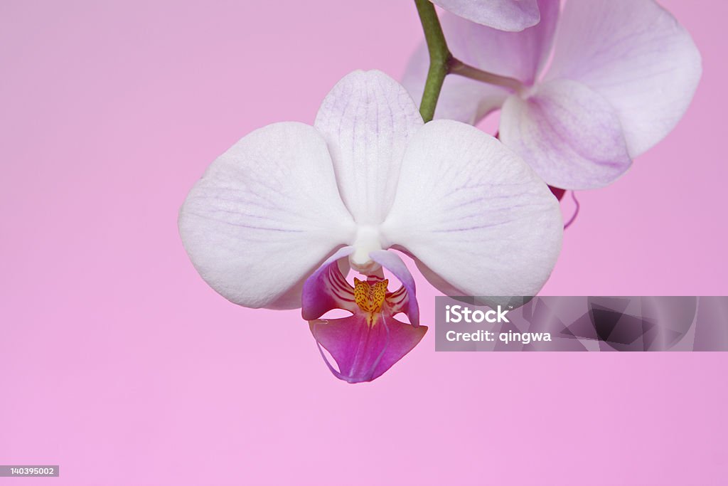 Nahaufnahme von Mother Schimpansin Fifi, Pinkish Blume Magenta Lippen Rosa Hintergrund - Lizenzfrei Blume Stock-Foto