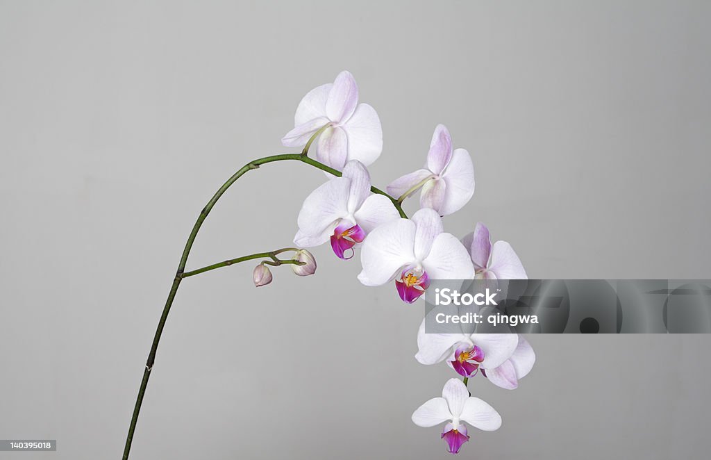 Rosa Phalaenopsis Fifi, Fuchsia reborde, híbridos de Orchid - Foto de stock de Amarillo - Color libre de derechos