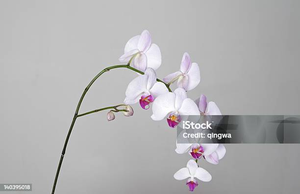 Rosa Phalaenopsis Fifi Fuchsia Reborde Híbridos De Orchid Foto de stock y más banco de imágenes de Amarillo - Color