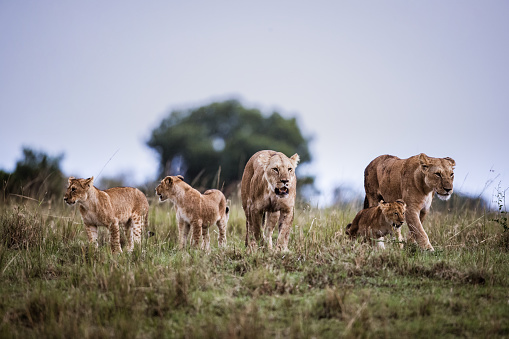 Rhino, Springboks, zebra, Elephant and lion in Serengeti National Park, Tanzania.