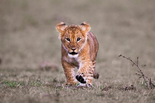 Cute lion cub walking in the wild. Copy space.