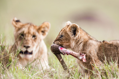 Cute lion cub walking with his food in the wild.