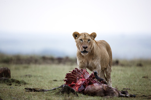 Young male lion eating his hunt in the wild. Copy space.