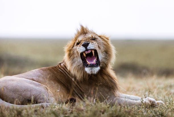 istock Lion's roar in nature. 1403950551