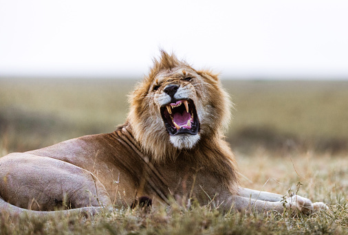 Lion roaring in the wild. Copy space.