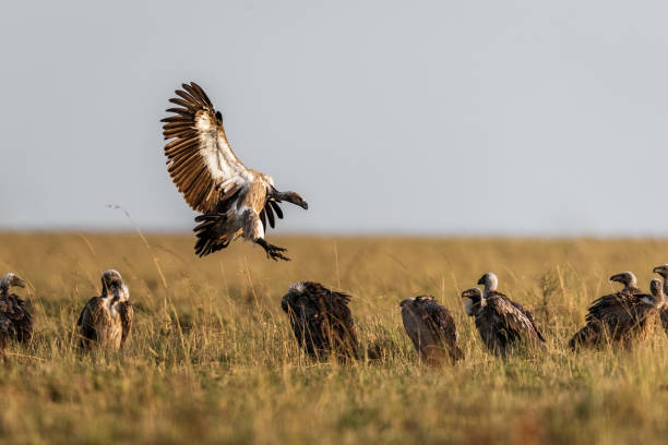 istock Large group of Eurasian griffon vultures in nature. 1403950609