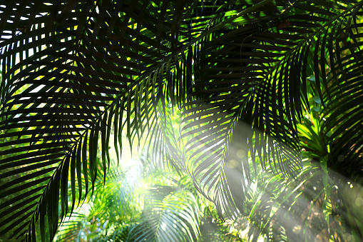 Close up palm tree leaves and light in Thailand