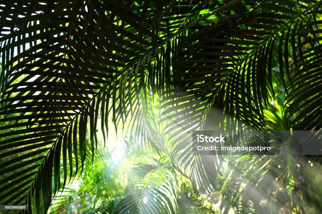 Palm tree leaves and sunbeam Close up palm tree leaves and light in Thailand Rainforest Stock Photo