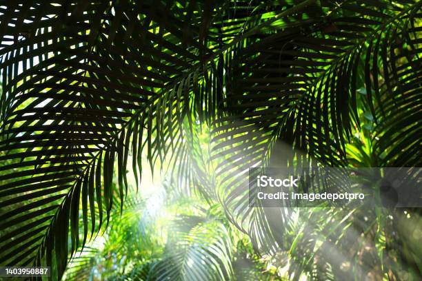Palm Tree Leaves And Sunbeam Stock Photo - Download Image Now - Rainforest, Mystery, Tropical Climate