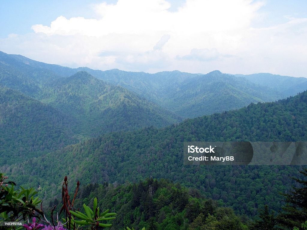 산 뷰티 - 로열티 프리 0명 스톡 사진