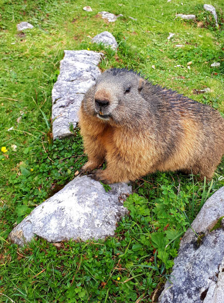 istock Cheeky alpine marmot 1403951592