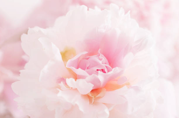 istock beautiful delicate pink peonyes clouse up 1403951832