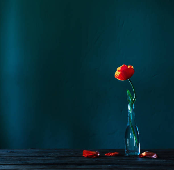 istock red poppy in glass bottle on blue background 1403951841