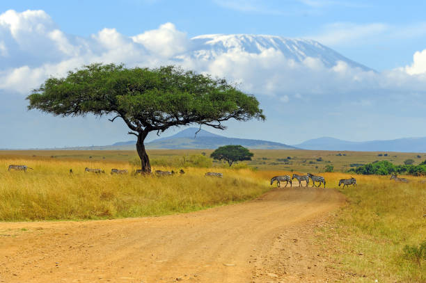Beautiful landscape with Acacia tree in African savannah and zebra on Kilimanjaro background stock photo