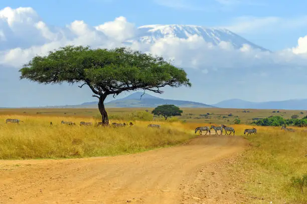 Beautiful landscape with Acacia tree in African savannah and zebra on Kilimanjaro background. National park of Kenya