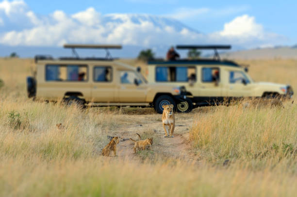 leone con cucciolo che cammina sulla strada con auto e persone. comportamento animale nell'habitat naturale, africa pericolosa. fauna selvatica in kenya - masai mara foto e immagini stock