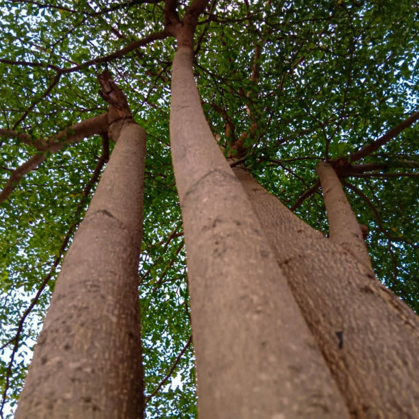 ketapang kencana con el nombre científico terminalia mantaly - kakadu fotografías e imágenes de stock