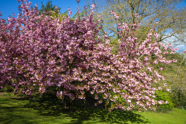 istock Japanese cherry blossom in spring 1403954726