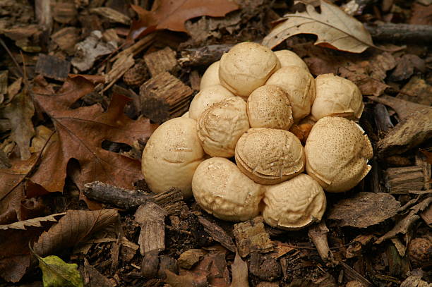 Fall Mushroom Cluster stock photo