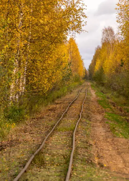 autumn landscape with an old narrow-gauge road, colorful trees by the roadside, Seda moor, Seda, Latvia