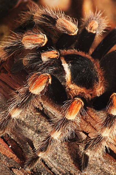 Tarantula Spider stock photo