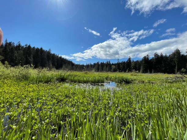 istock Lake scenery at park in Vancouver 1403955752