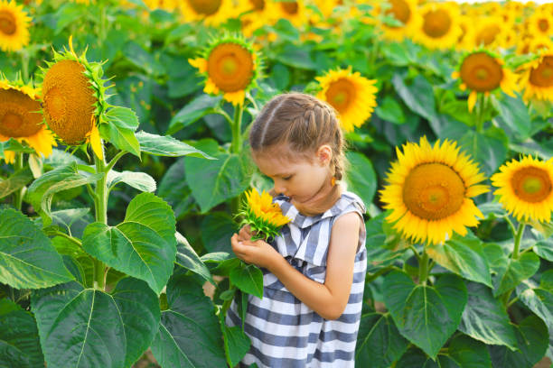 belle petite fille profitant de la nature. heureux enfant souriant debout dans le champ de tournesols. - 16017 photos et images de collection