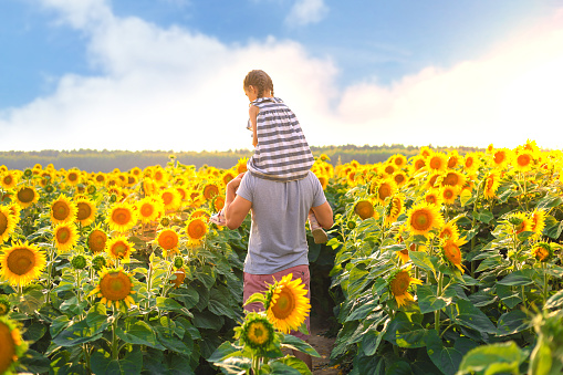 Young man holds a child on his shoulders and points with his hand to something on a sunflower field