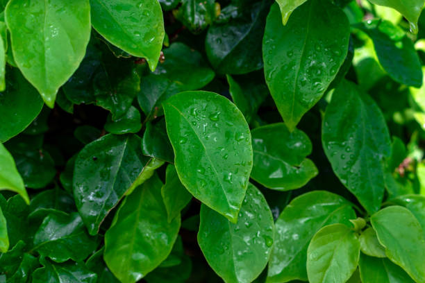 istock Green leaves with water drops 1403955876