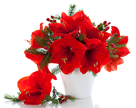 red amaryllis in vase with Christmas decorations