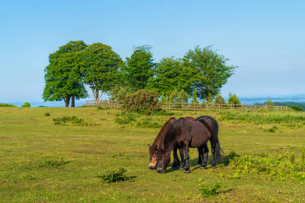 istock Somerset countryside scene with trees The Quantocks with wild ponies England UK 1403957256
