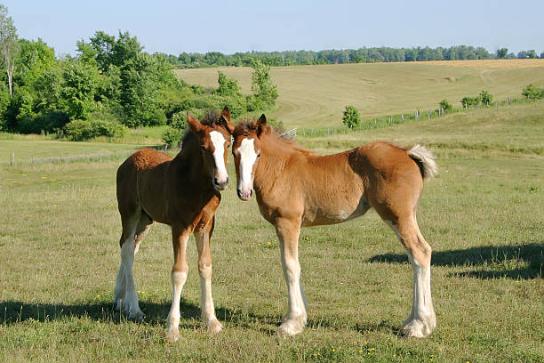 istock Baby Clydesdales 140395788