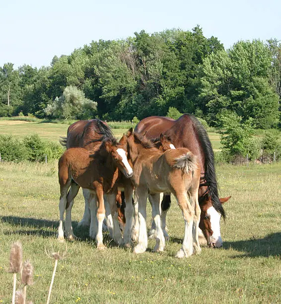 Baby clydesdales grooming each other