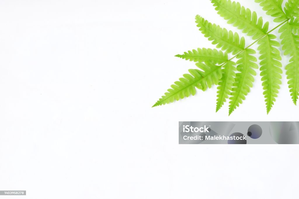 fern leaf isolated on a white background Fern Stock Photo