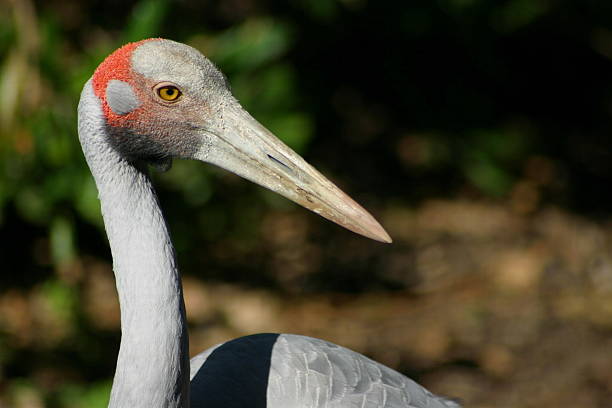 Bird I Colourfull bird at Taronga Zoo, Sydney, Australia. brolga stock pictures, royalty-free photos & images