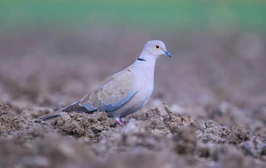 Eurasian Collared Dove (Streptopelia decaocto) is a type of pigeon that lives close to settlements.