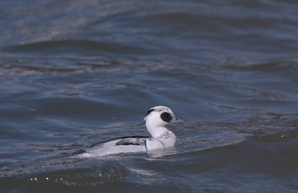 istock Young smew swimming in the pond 1403959553