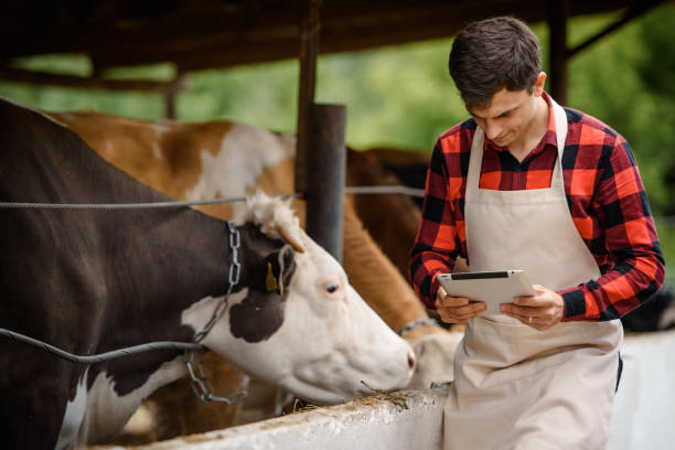istock farmer is holding a tablet and verification his cows on his cattle farm. 1403959640