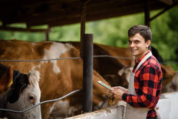 istock farmer is holding a tablet and verification his cows on his cattle farm. 1403959648
