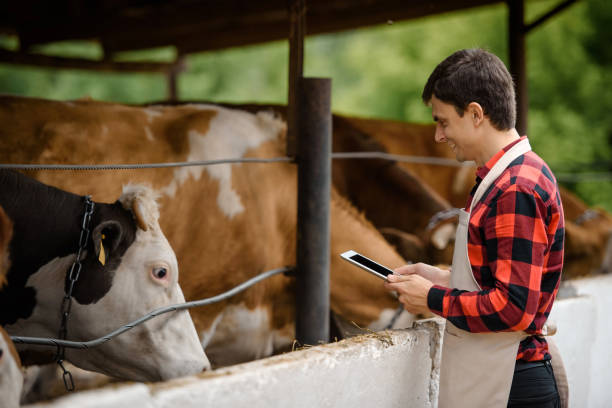 istock farmer is holding a tablet and verification his cows on his cattle farm. 1403959674