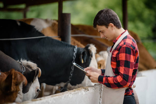 istock farmer is holding a tablet and verification his cows on his cattle farm. 1403959705