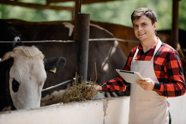 istock farmer is holding a tablet and verification his cows on his cattle farm. 1403960449