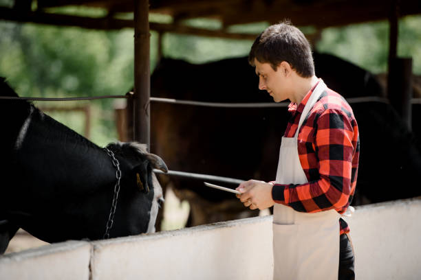 istock farmer is holding a tablet and verification his cows on his cattle farm. 1403960531
