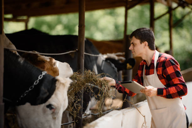 istock farmer is holding a tablet and verification his cows on his cattle farm. 1403960601