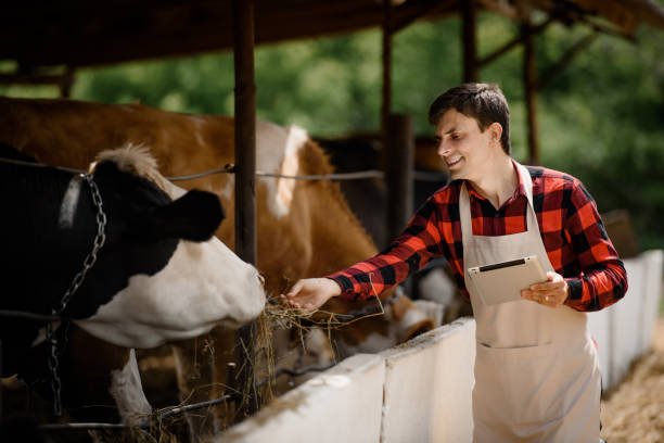 istock farmer is holding a tablet and verification his cows on his cattle farm. 1403960612