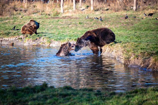 Two Brown Bears playing by the pond at fall.