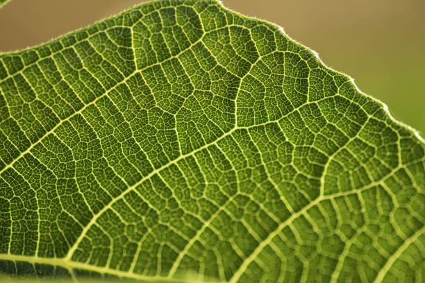istock Fig leaf underside surface with yellow leaf veins spreading from midrib and becoming narrower as they divide 1403961173
